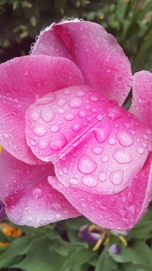 Flower Nature Pink Water Raindrops Spring