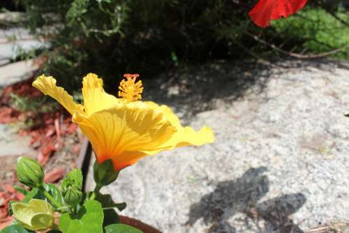 Flower Yellow Plant Nature Outdoor Flora Blooming