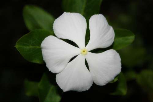 Flower White Green Garden Spring Plant Blossom