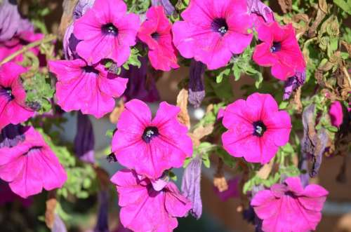 Flower Petunia Mov Supplies Violet Decoration