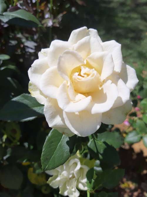 Flower White Rose Nature