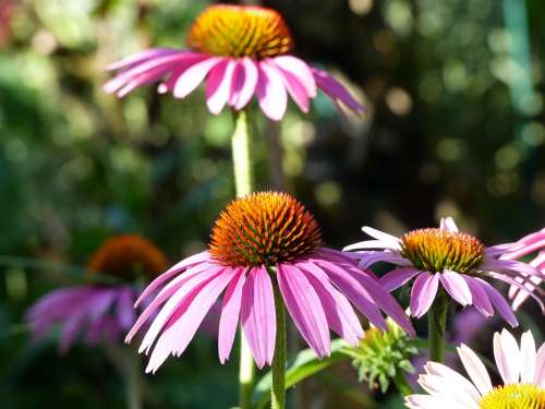 Flower Plant Blossom Bloom Nature Spring Summer