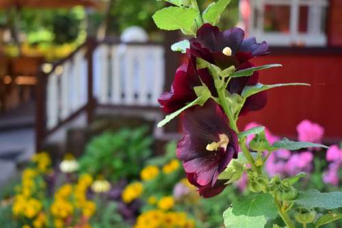 Flower Flowers Mallow Violet Nature Dark Beauty