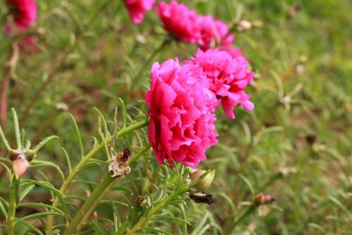 Flower Nature Garden