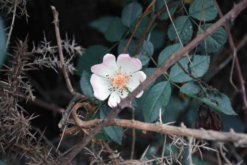 Flower Nature Petals Burr