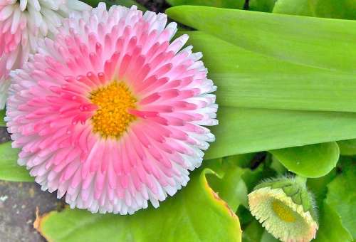 Flower Marie Flower Bellis Pink Daisy Summer
