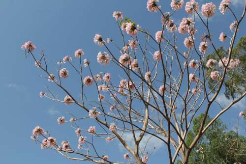 Flower Nature Pink Natural Summer Petals Outdoor