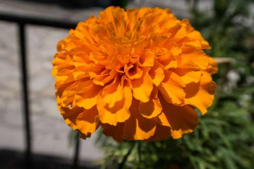 Flower Yellow Summer Nature Garden Flora Floral