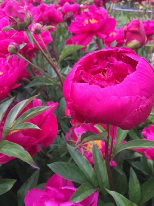 Flowerhead Garden Nature Plant Bloom Leaves