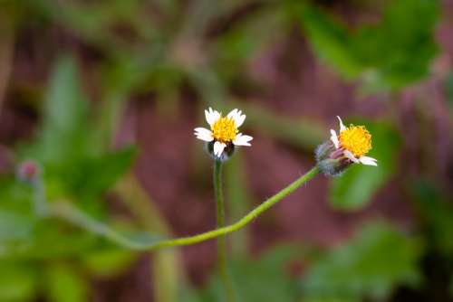 Flowering Grass Plant Flowers Nature Summer