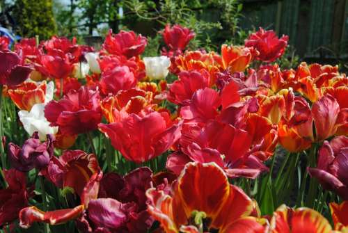 Flowers Red Tulips
