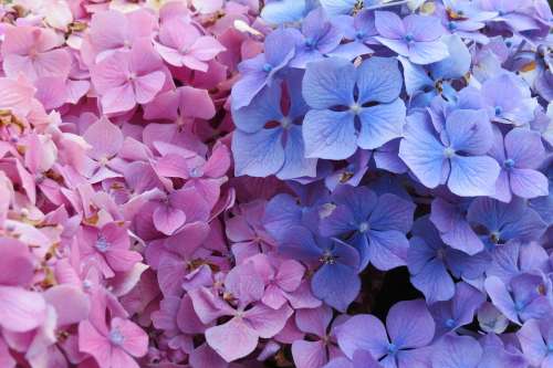 Flowers Pink Blue Travel Azores Flower Spring