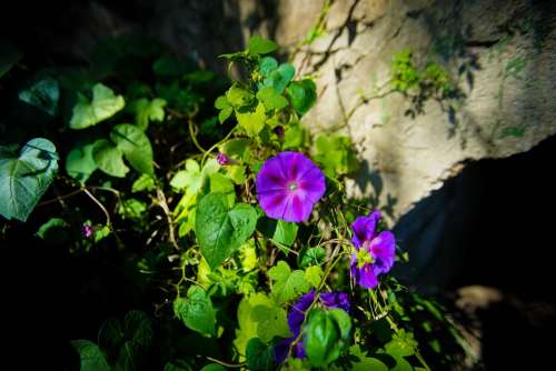 Flowers Morningglory Purple Green Nature 花 Forest