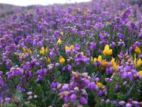 Flowers Meadow Flower Meadow Cornwall Flora Nature