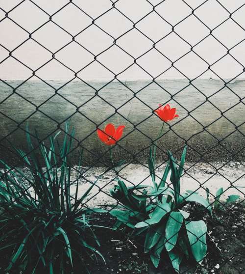 Flowers Fence Spring Nature Flower Flowering