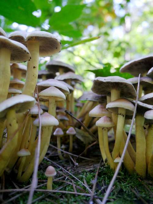 Forest Green Nature Mushroom Season Autumn