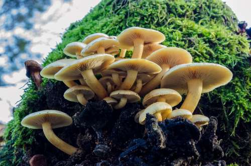 Forest Green Nature Mushroom Season Autumn