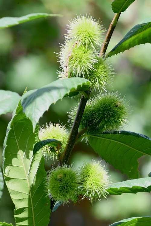 Forest Chestnut Chestnuts Curly Plant Thorny