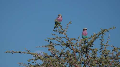 Forked Roller Birds Africa Colorful Botswana