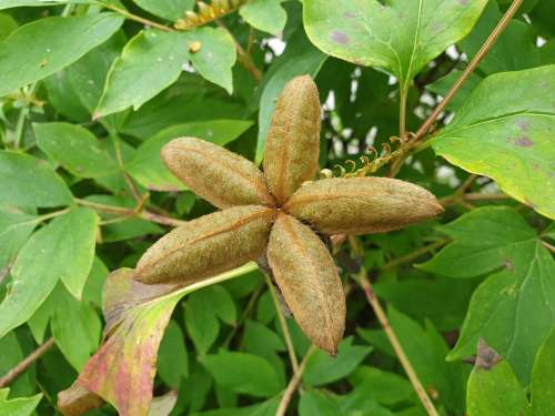 Fruit Wood Nature The Leaves Brown Green Plants