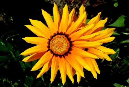 Gazanie Flowers Macro Summer Nature Yellow