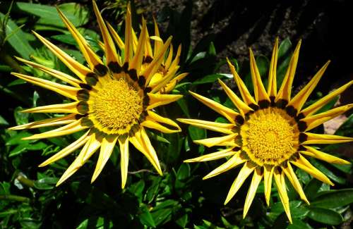 Gazanie Flowers Macro Summer Nature Flourishing