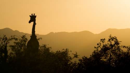Giraffe Sunset Yellow Sky South Africa Africa