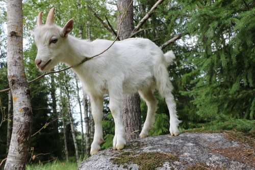Goat Kid Mammal Domestic Animal