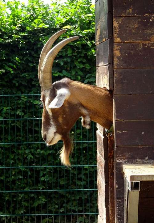 Goat Horns Ruminant Billy Goat Horned Head Goatee