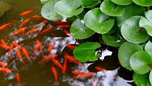 Goldfish Pond Lotus Leaf