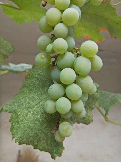 Grape Plant Green Grape