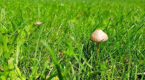 Grass Poisonous Mushroom Toadstool Mushroom