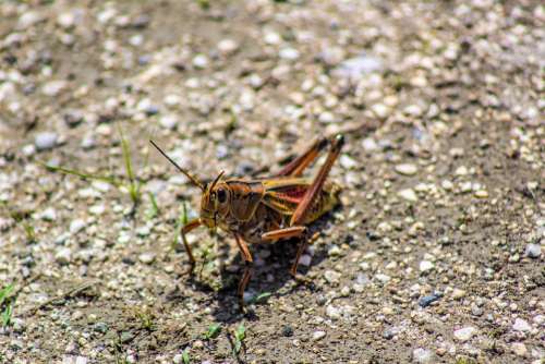 Grasshopper Bug Insect Nature Wildlife