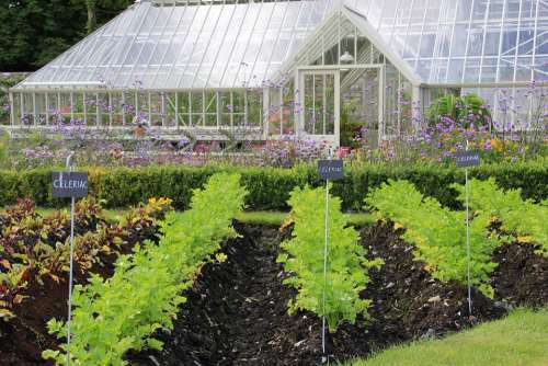 Greenhouse Gardening Plant Growth