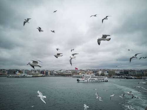 Gulls Seagull Bird Marine Flying Animal Flight