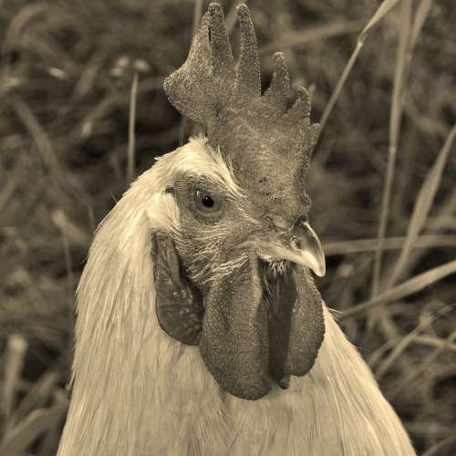 Hahn Animal Portrait Black And White Poultry