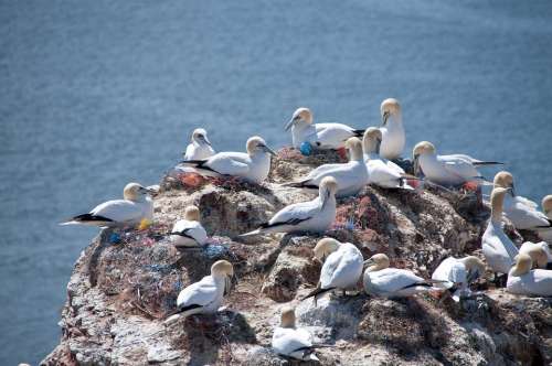 Helgoland Northern Gannet North Sea Bird Rock