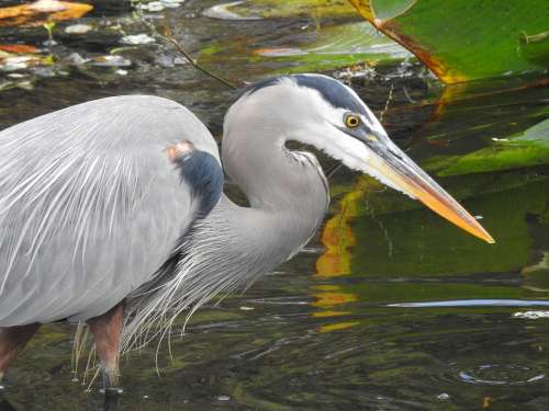 Heron Wildlife Bird Nature Plumage Feather