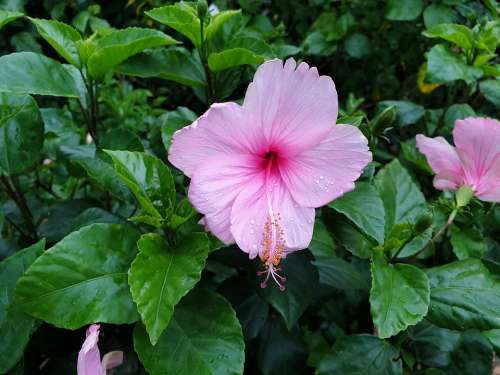 Hibiscus Flower Pink Pink Flower Flowers Chaba
