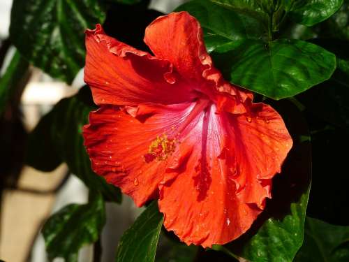 Hibiscus Bloom Flower Red Close Up Blossom Plant