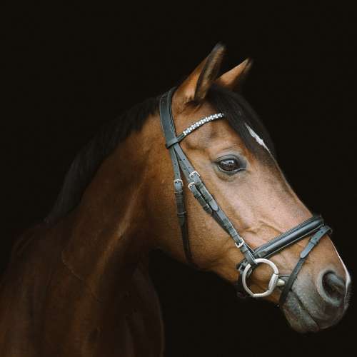 Horse Horse Head Mare Portrait Equestrian