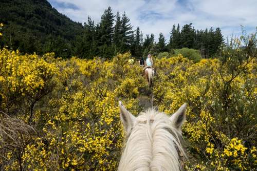 Horse White Horse Riding White Animal Nature