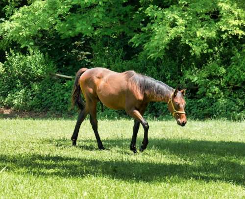 Horse Fields Animal Nature Equine Mane Rural