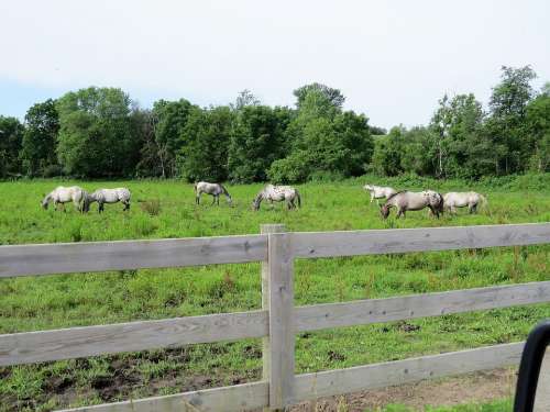 Horses Appaloosa Large Spotted Herd Pasturing