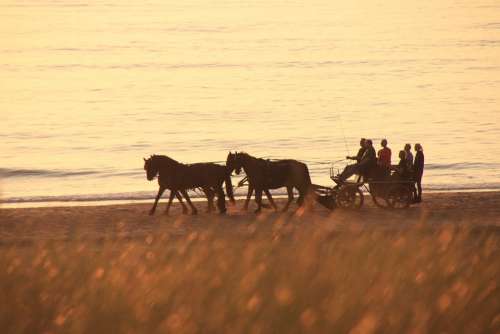Horses Coach Beach Team Landscape Drive