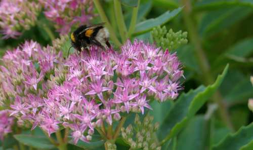 Hummel Sedum Stonecrop Nature Blossom Bloom