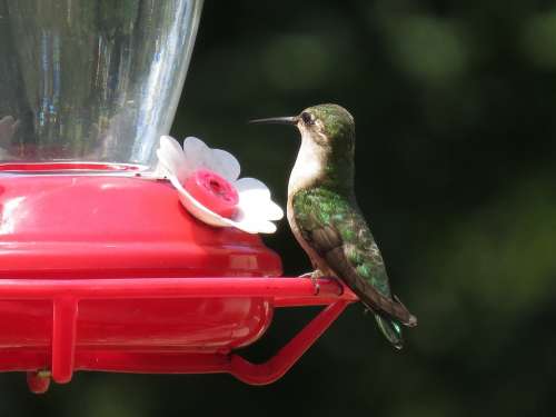 Hummingbird Feeder Wildlife Small Colorful Animal