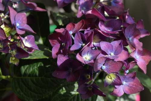 Hydrangeas Purple Flower Ornamental Plants