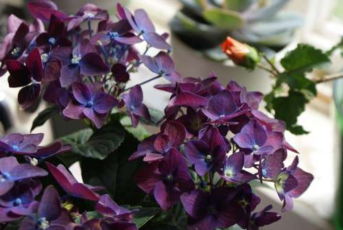 Hydrangeas Purple Flower Prydnadsblommor