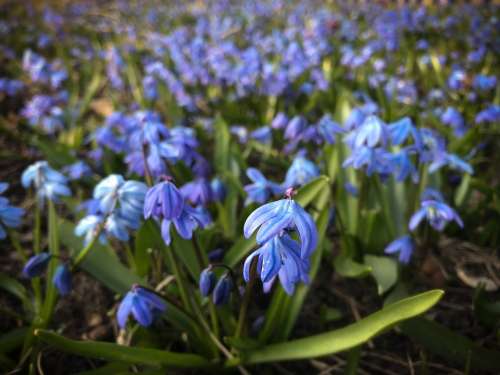 Пролеска Цветы Природа Синий Лес Весенние